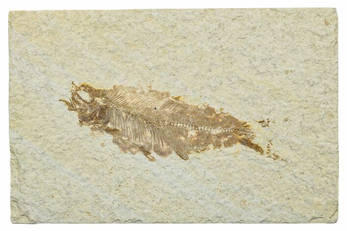 Very Rare Fossil Mooneye Fish (Eohiodon) - Wyoming #244628